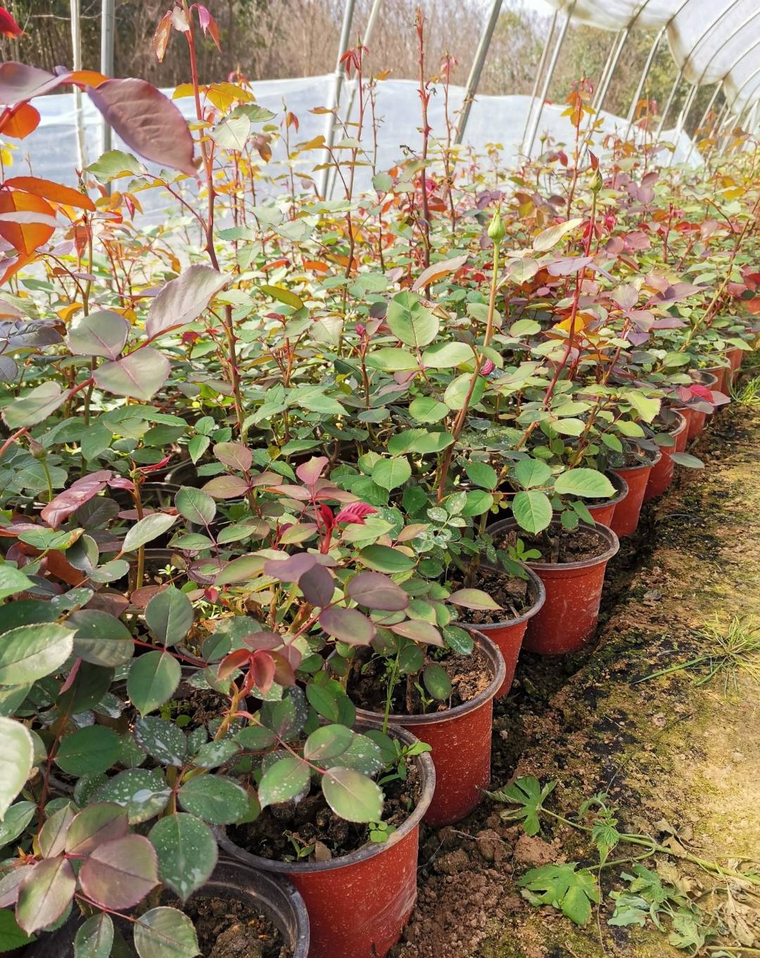 月季花苗盆栽地栽蔷薇玫瑰花苗景观绿化工程花苗|ru