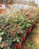 Chinese rose Flower seedlings Potted plant Rose rose Scenery green engineering Flower seedlings