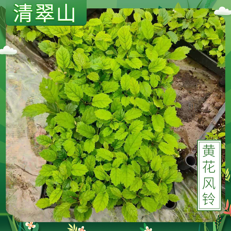 黄花风铃木苗盆栽花卉庭院观赏树园林绿化开花植物别墅庭院风景树