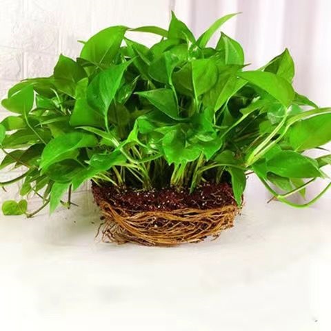 1 pot of large green radish with a crown width of 58 (only this option does not have a flower pot)