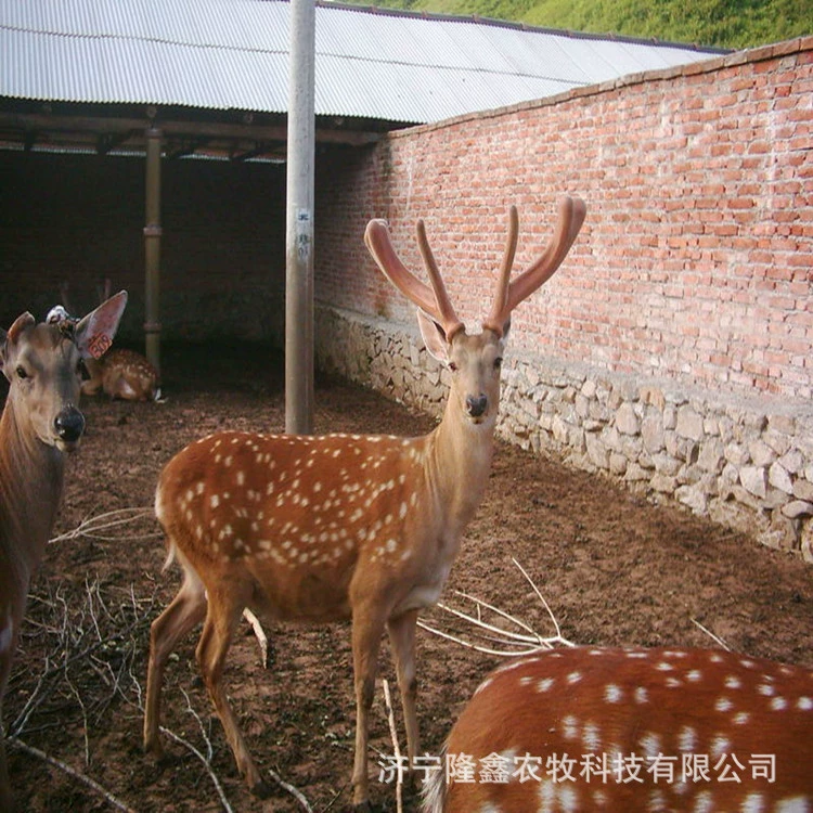 Сколько стоит олененок пятнистого оленя?