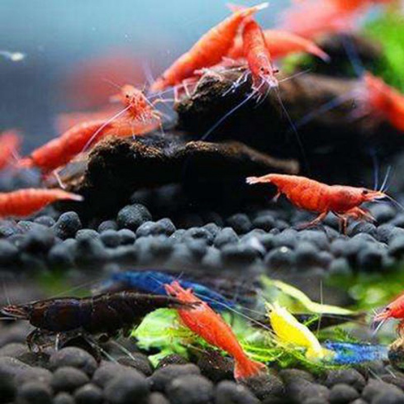 Black shell shrimp Black shell blue Clear fish tank Blue Velvet Small cylinder Ornamental shrimp Cross border