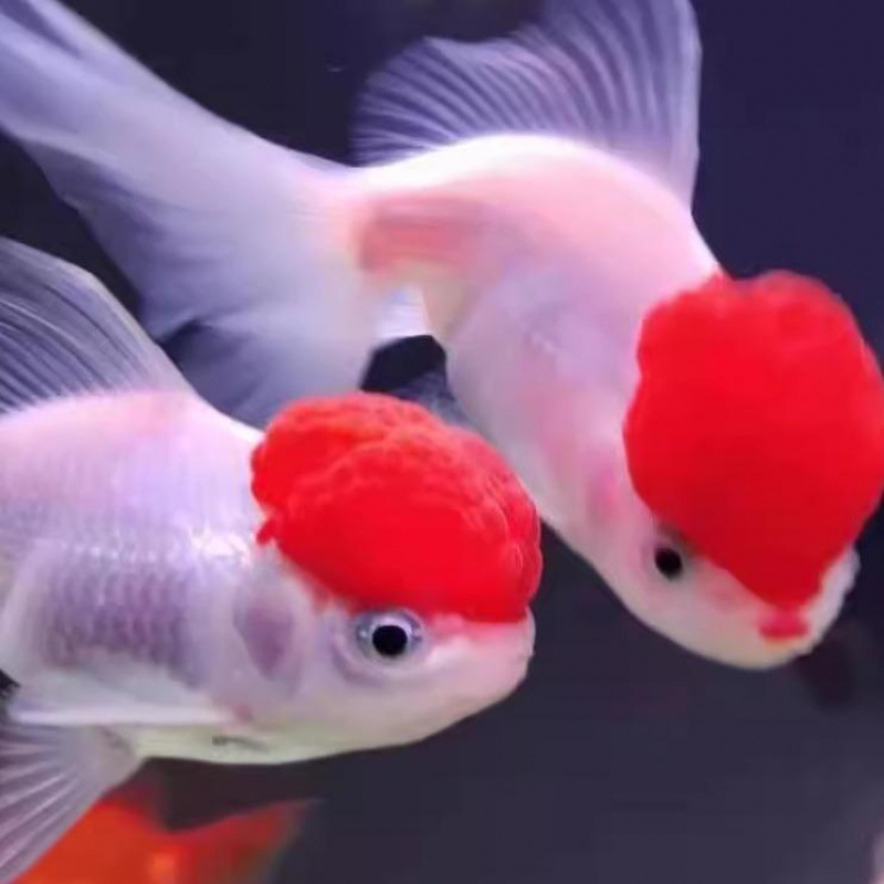 鴻運頭魚観賞魚鶴頂紅獅子頭金魚活魚丹頂冷水魚淡水は活魚に強い|undefined