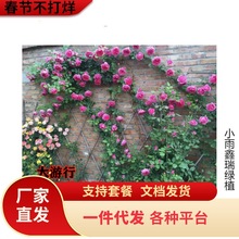 һ�����l�Nޱ�����ٱ��¼�����ֲ��ͥԺ�̨��ɳ��ʯõ�廨������