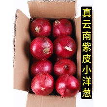 脆甜新鲜云南紫皮小洋葱现挖现发水果洋葱头蔬菜批发2/5/10斤批发