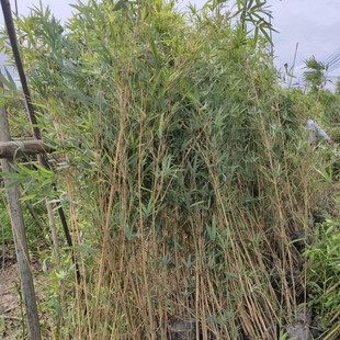 �������lС���� �G�h�Gֲ�������� Т��� ��Ƥ���S���g����