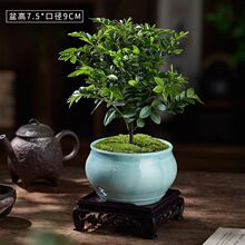 С�~��̴�Ϙ��҃��辰�͏d�k���������ļ�������B�ڹǲ�����ֲ��