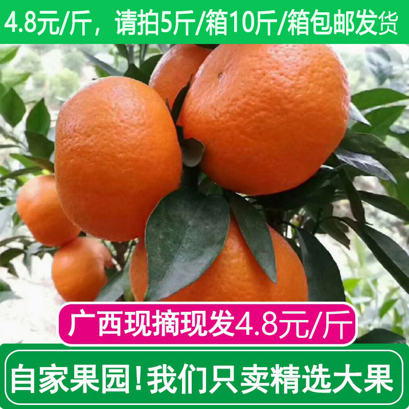 【代发】广西武鸣沃柑新鲜水果当季整箱时令沙糖蜜橘砂糖柑橘桔子