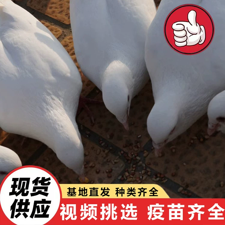 Размножение базовых квадратных голубей круглый год. Инвестиции в культурный туризм и проекты по кормлению квадратных голубей. Домашние декоративные голуби.