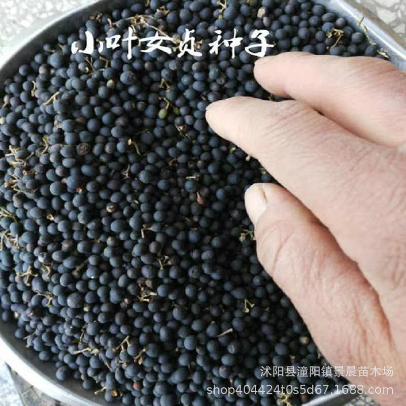 女贞种子 大叶女贞小叶女贞 金叶金森高杆女贞 树种子女贞种