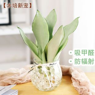 ���]!�����mˮ��ֲ�����Ի�Ƥ�m�҃ȾGֲ���ܿ͏d�k���ҳ���ȩ��