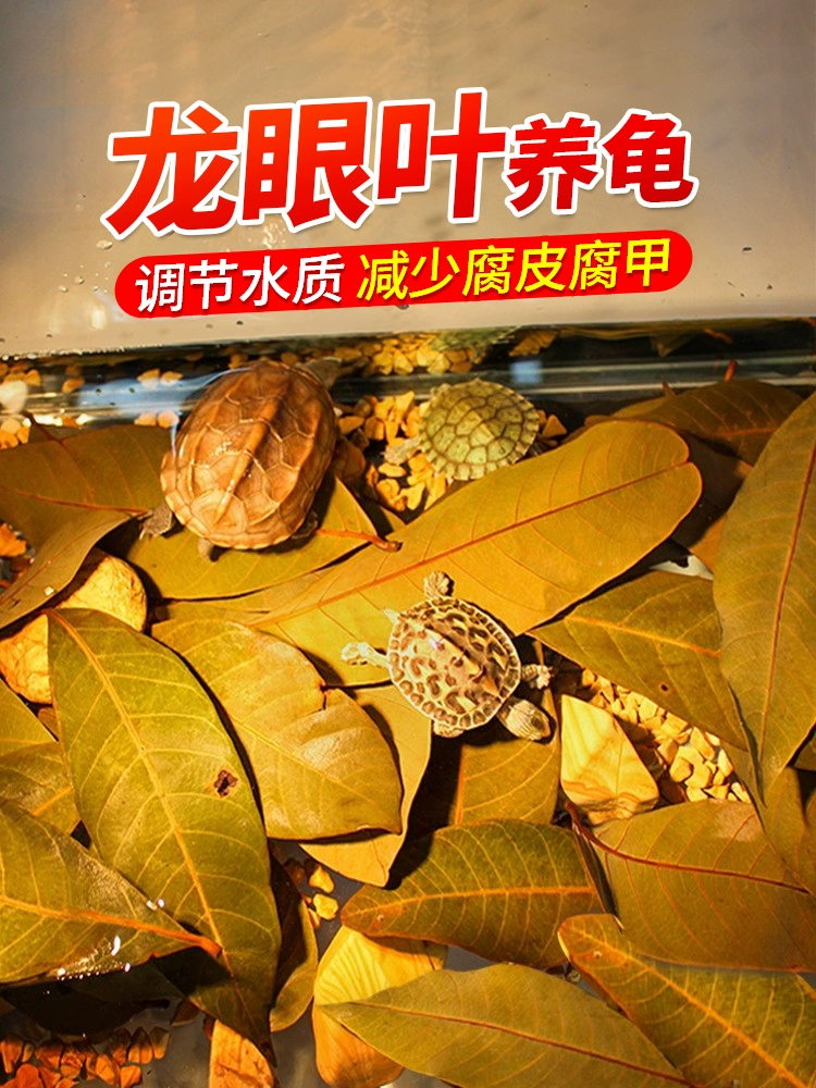 Листья черепахи Лонган без приготовления, принадлежности для черепах, аквариум, листья мелалеуки, ленивые люди, улучшают качество воды и ландшафтный дизайн для черепах