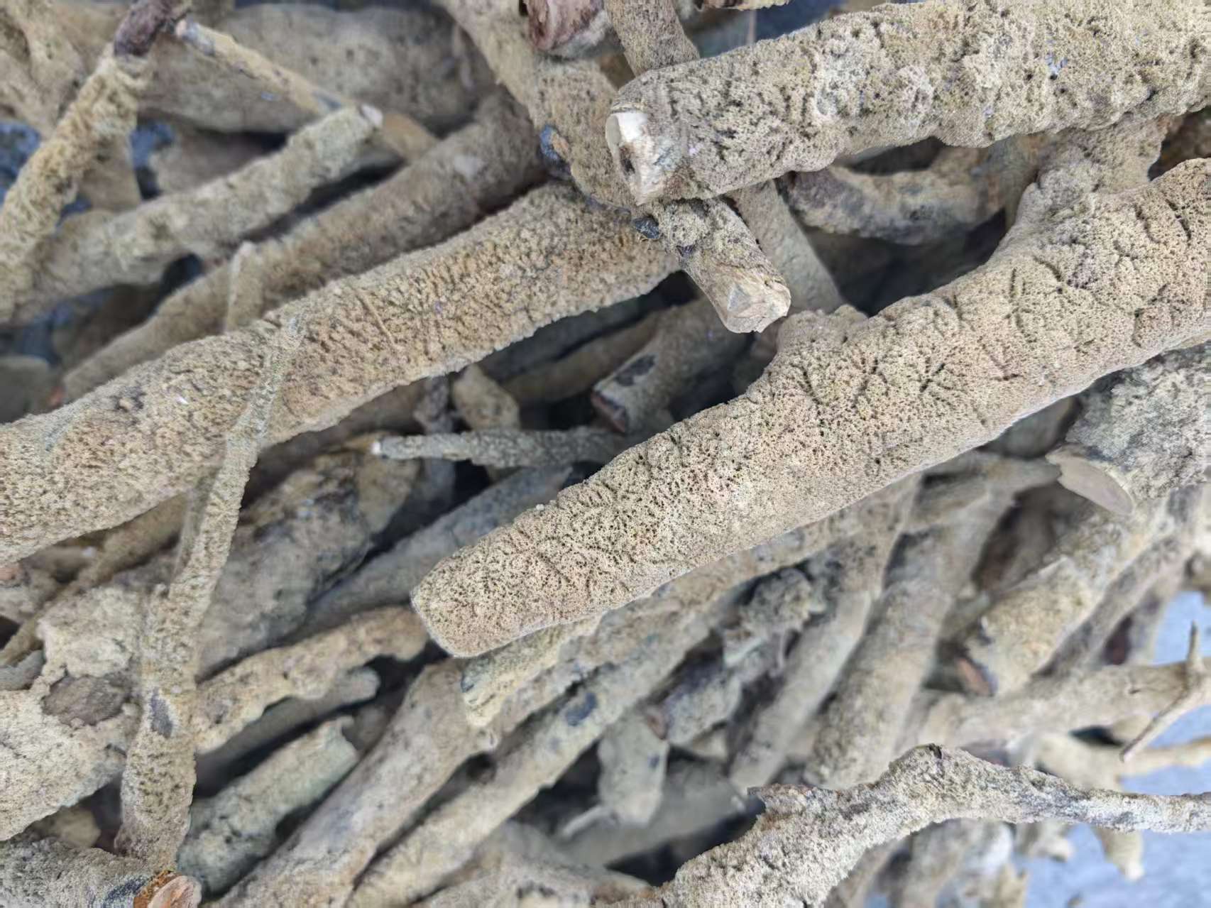 Zi Xiao Hua (Spongilla fragilis) — Dried Freshwater Sponge Herb, 500g Culinary Grade overview