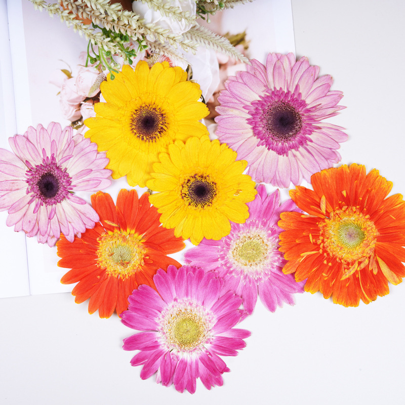 非洲菊干花压花植物标本滴胶相框书签蜡烛手工diy押花材料手工