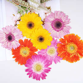 非洲菊干花压花植物标本滴胶相框书签蜡烛手工diy押花材料手工