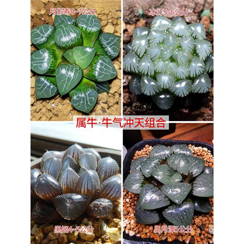 달그림자 + 얼음등불 + 일월담 + 헤이지(소)