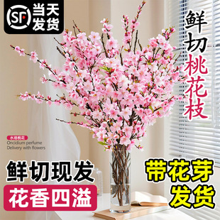 �һ��r֦��֦ˮ���r�Ў������t÷�҃ȿ͏dˮ�B�Gֲ�����k��������