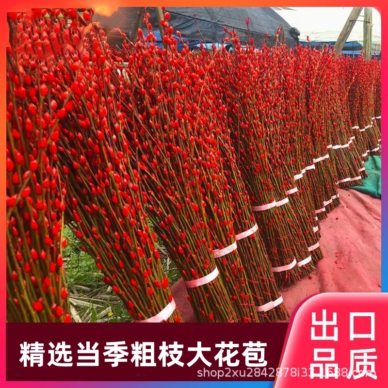 AA级银柳真花鲜枝银柳干花摆摊批发喜庆红挂件年货花卉水培年宵花