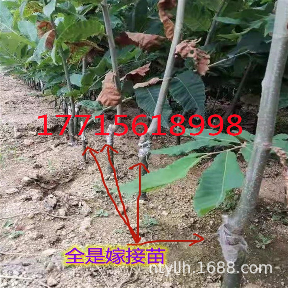 蜂蜜球板粟树苗嫁接板栗风粟毛粟子树苗粉栗果树苗南北种植干果苗-阿里巴巴