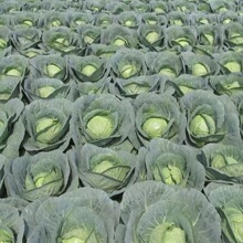 �ļ����Nˮ�����{�N��ɏ���׷N�Ѿ��Ĳ˰��˷N���r���߲˷N��