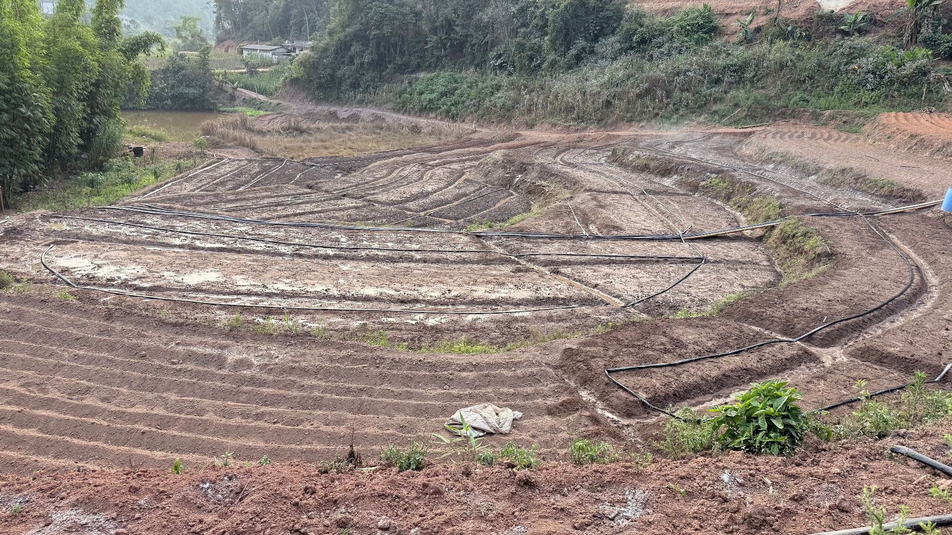 鱼腥草种植2 (8).jpg