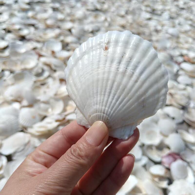 Various Types of Conch Shells Sold by the Pound for Crafts, Aquarium Decoration, DIY Photo Frame Art, and Craft Materials