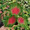 [Direct supply of the base] Net Red Color Taro Watching Plant Green Plant Potted Flower 90#Red Day Color Taro