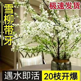盆栽;干花;其他园林植物