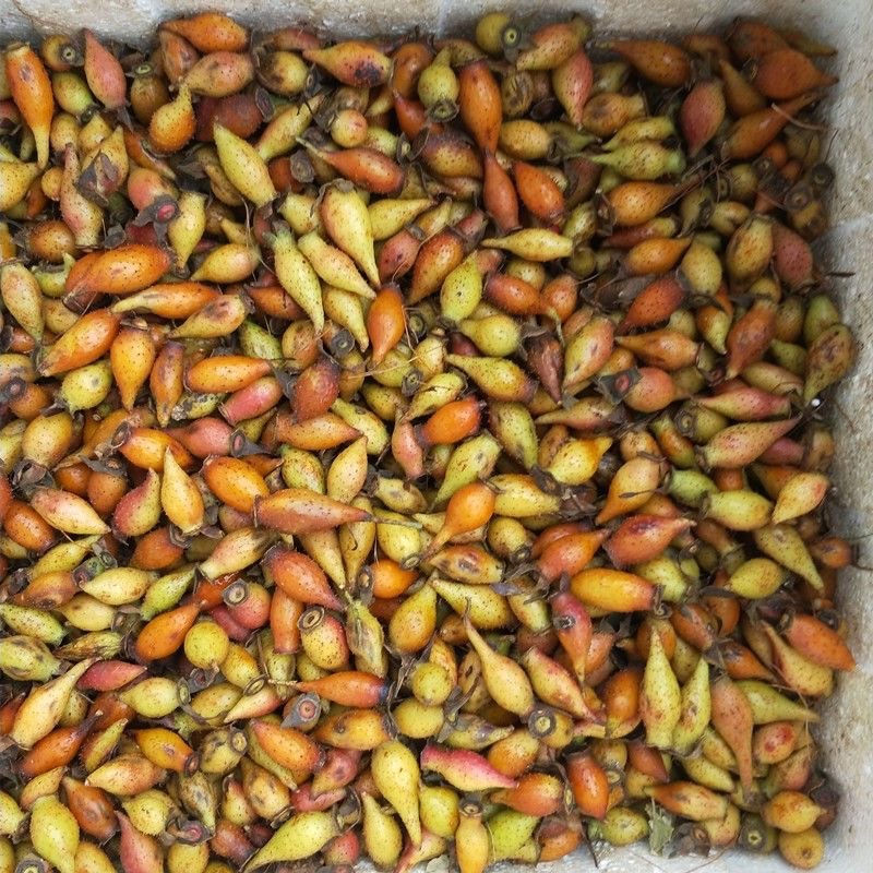 Wild Jin Ying Zi Dried Cherokee Rose Fruit 金樱子 for Herbal Wine and Decoctions 360g quality and texture