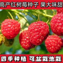 红树莓耐热耐冬耐冻覆盆子酸甜树莓室内阳台盆栽南方北方泡子水果