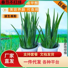 һ�����l�������J�C���Կ�ʳ��ֱ�����ݷ�ݗ�����ȩ����Gֲ