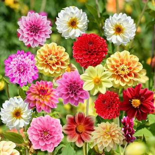 Dahlia Seeds Perennial Flower Seeds Flower Seeds Indoor and Outdoor Easy-To-Live Florals Courtyard Potted Flower Seeds All Year Round