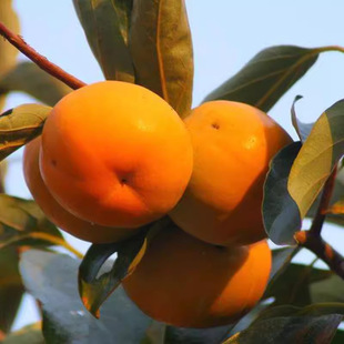 �ձ������� ��S���Ә��� ������������S�����Ϸ������Nֲ������