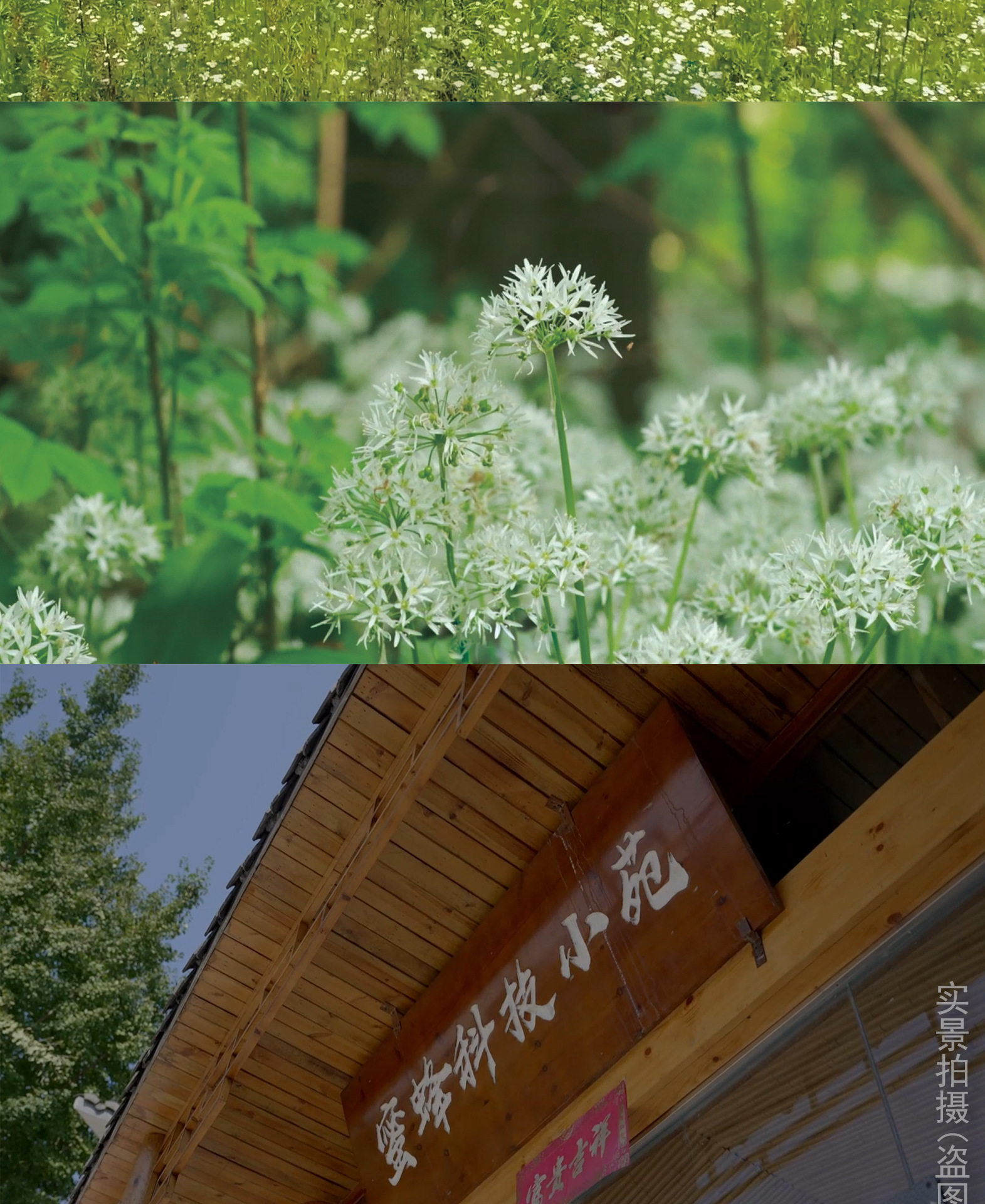 500g土蜂蜜寶貝詳情1_04