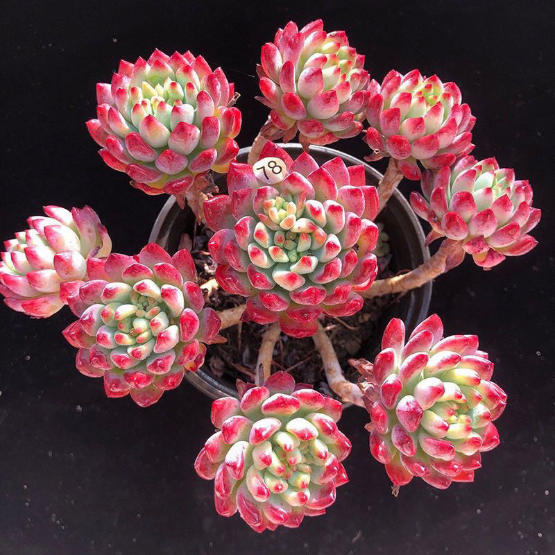 af965b4d-7513-41d2-a990-7dc2f005ef4d.jpe