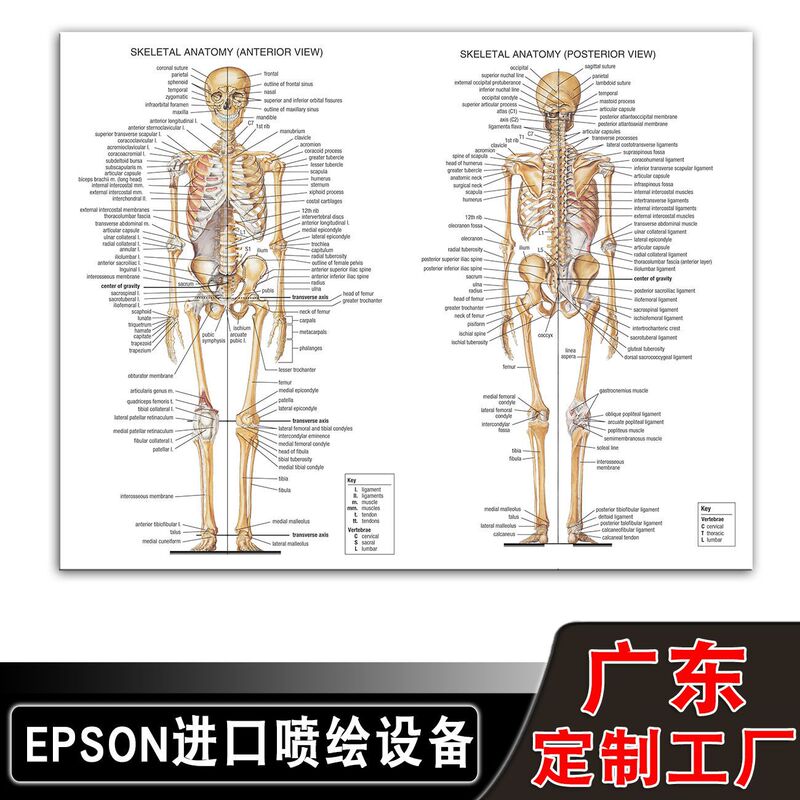 Amazon Human Anatomy Poster English Version Skeletal Muscles Medical Poster Blood Vessels Head and Neck Science Wall Art Mural