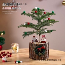 南洋杉北欧盆栽桌面网红圣诞树植物家居新年装饰净化空气耐寒绿植