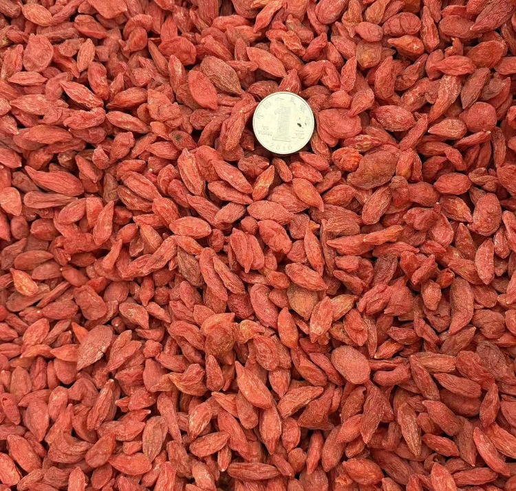 Dried Red Goji Berries Whole Sweet Chewable Fruit 500g in use