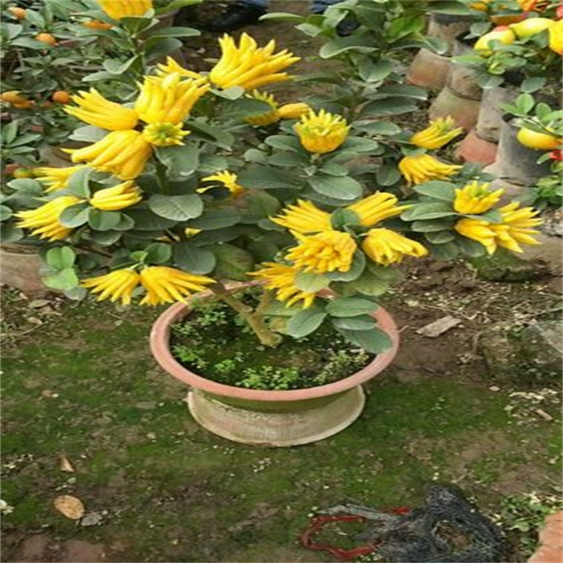 Бергамот саженец Горшечное растение с фруктами Цзиньхуа бергамот бонсай съедобное растение балкон двор цветы зеленое растение хорошее выращивание