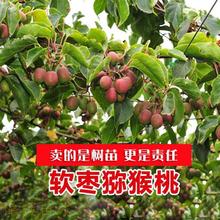 软枣猕猴桃苗自花授粉树果树果苗红心带土盆栽地栽伊赛软枣子树苗