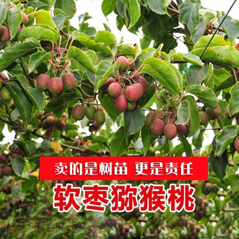 软枣猕猴桃苗自花授粉树果树果苗红心带土盆栽地栽伊赛软枣子树苗