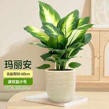 ���謔�����f�������ԾGֲˮ��ֲ���k���҃ȿ͏d�����ļ�������B