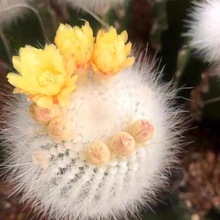 ��С������������ܛ��ܛë�҃ȾGֲ���B�׻���˶���ֲ��С����