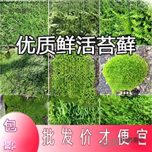 �r����̦����̦�\΢���^��ɽ����Ƥ����ֲ����]��̫��