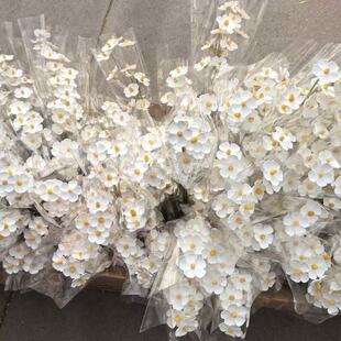 �¿�ɻ����_�m��ɫ���﹝��c�Y�Ĳ廨�۵ı��_�[����������