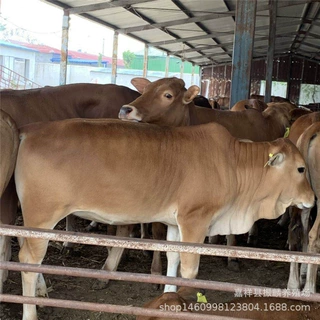 鲁西黄牛苗价格 改良小牛犊养殖场 改良肉牛多少一头 肉牛养殖