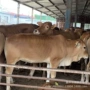 养殖多少改良鲁西黄牛苗