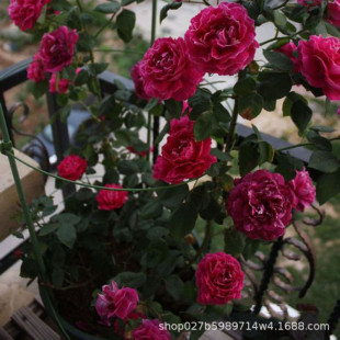 Wholesale of Rattan Rose Seedlings, Purple Robes and Jade Belts, Climbing Vines, Potted Flower Plants That Bloom in the Same Year