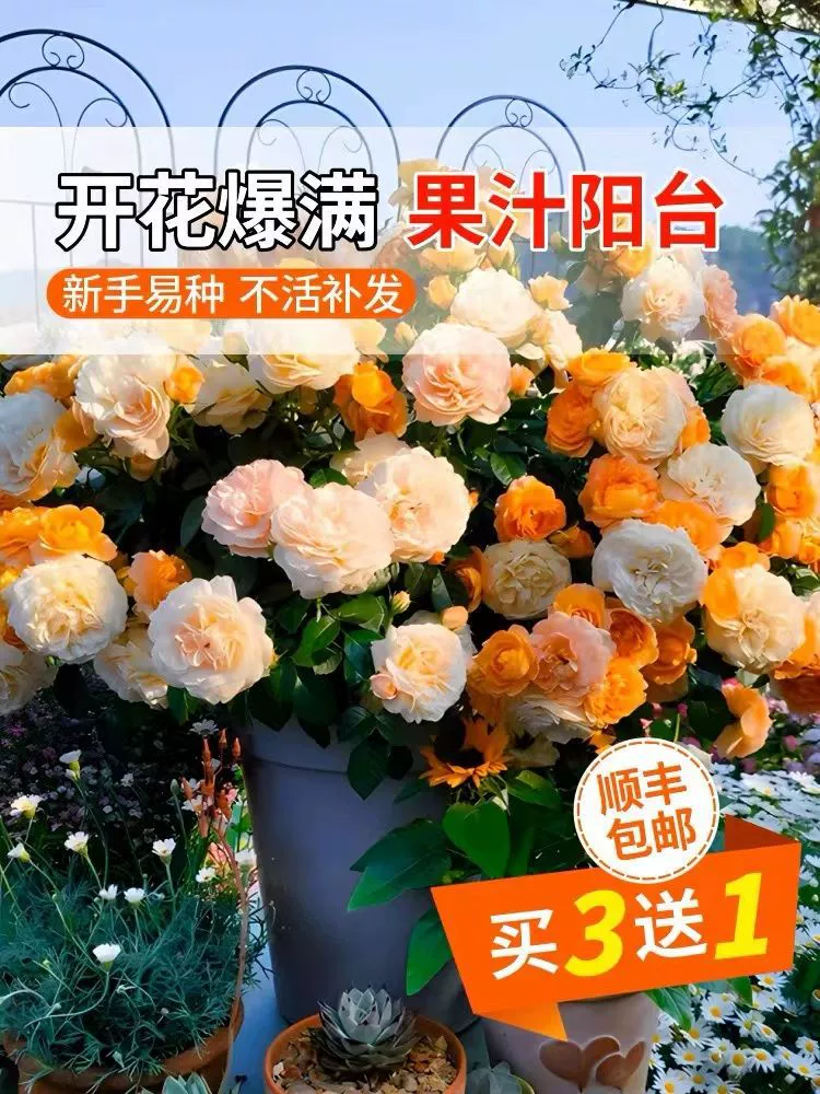 Кустарник Роза Четыре сезона Цветение Балкон Цветы в горшке Цветок розы Рассада лоза Цветок розы Рассада Четыре сезона