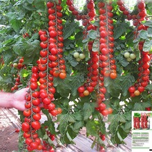 ٲСѷNӷN}ŮtNļ߲˷NӷѷN